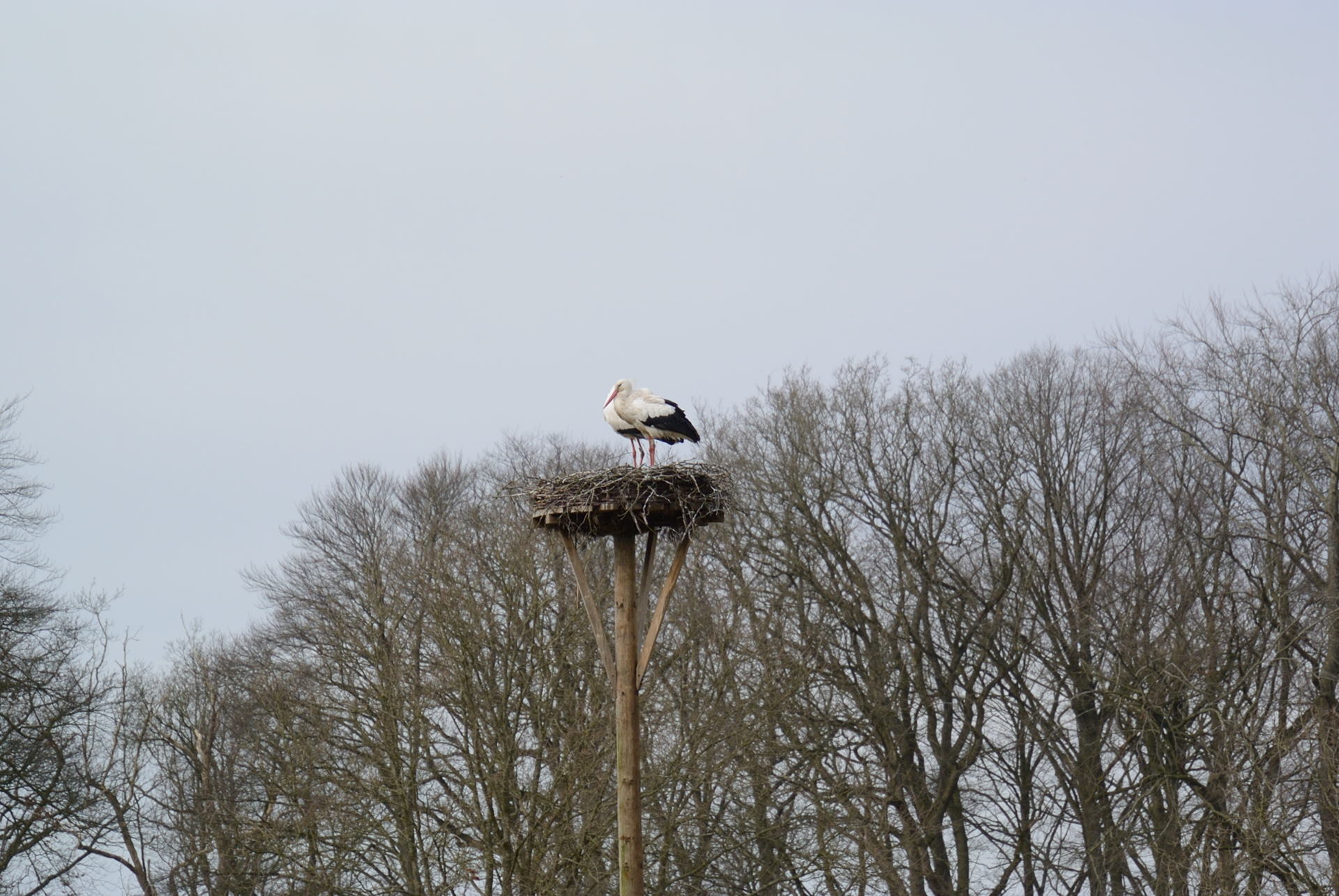 /kraai/foto/2015/2015-03-07 De Braak/DSC_1015_002.jpg